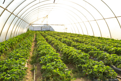 Photo of Rows of strawberry seedlings growing in greenhouse