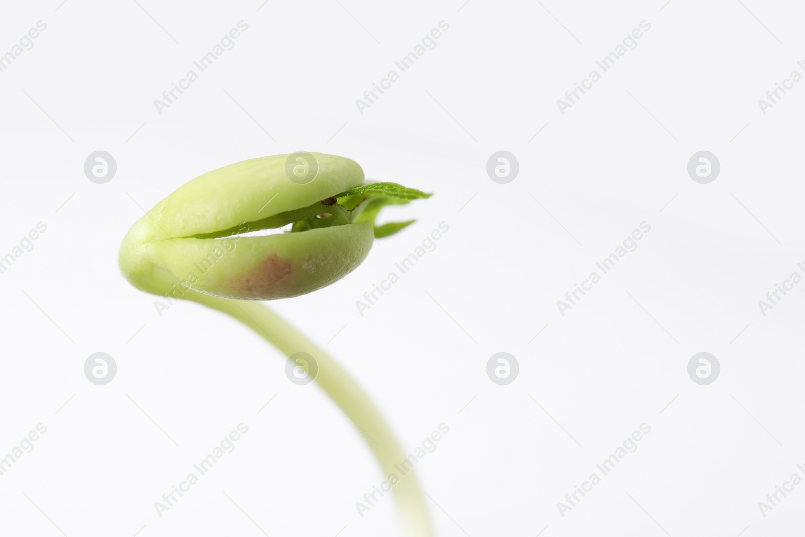 Photo of One kidney bean sprout on white background, closeup. Space for text