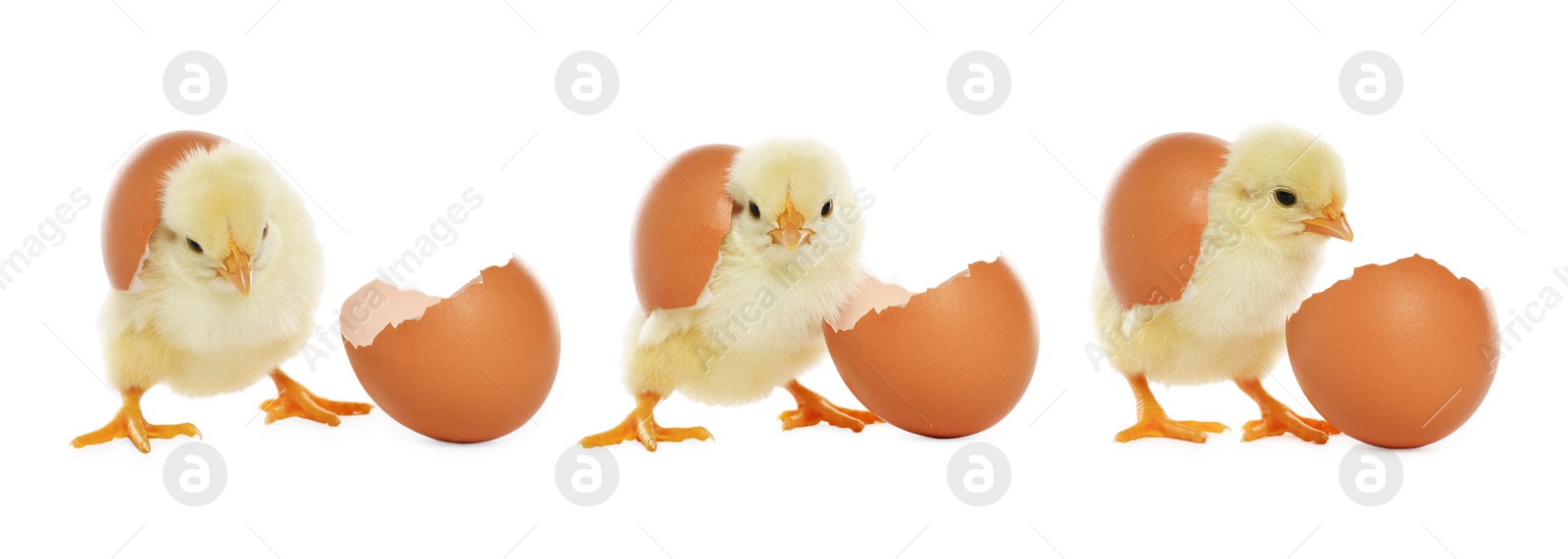 Image of Collage with small cute baby chicken and egg isolated on white