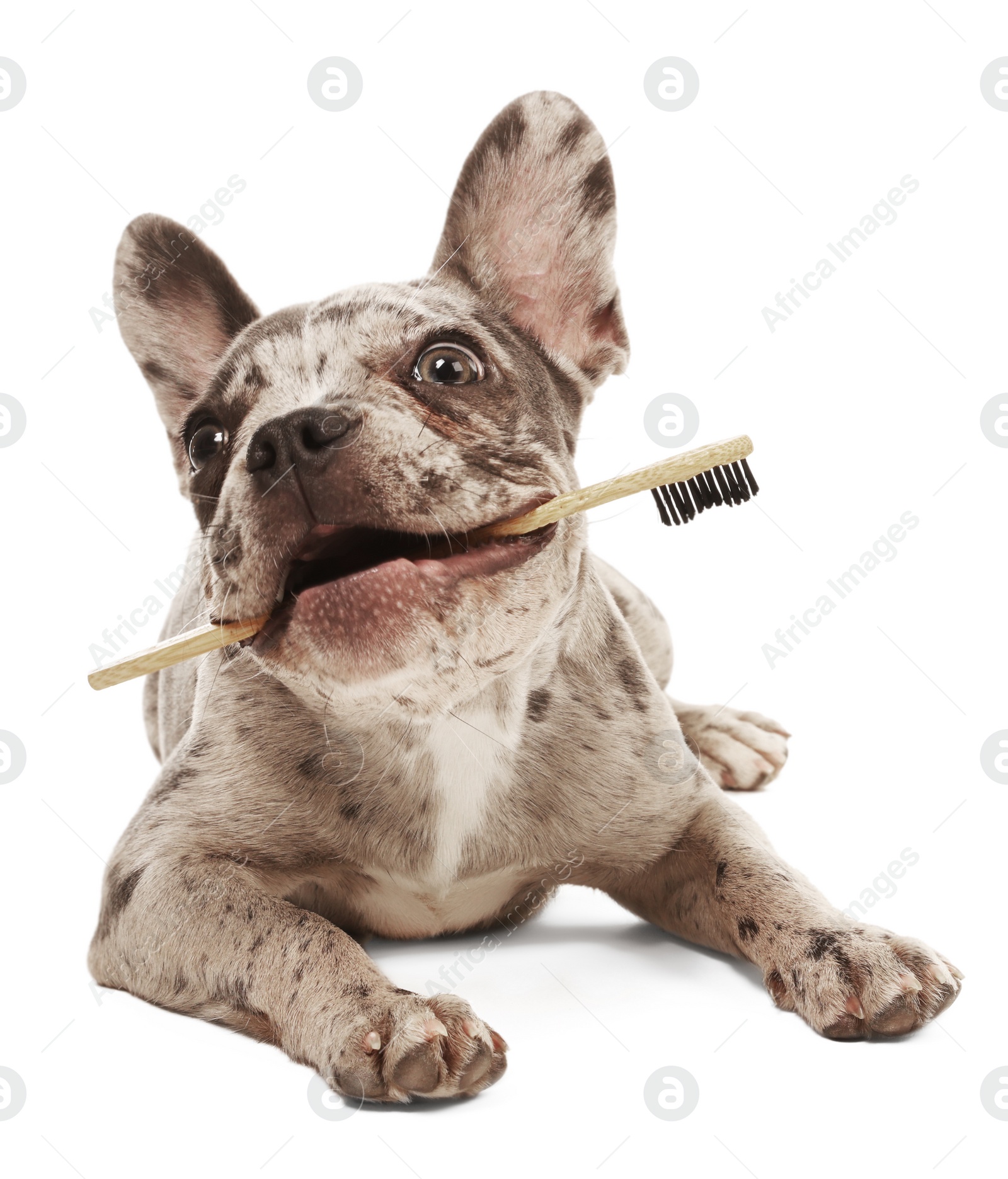 Photo of Cute French Bulldog with toothbrush on white background