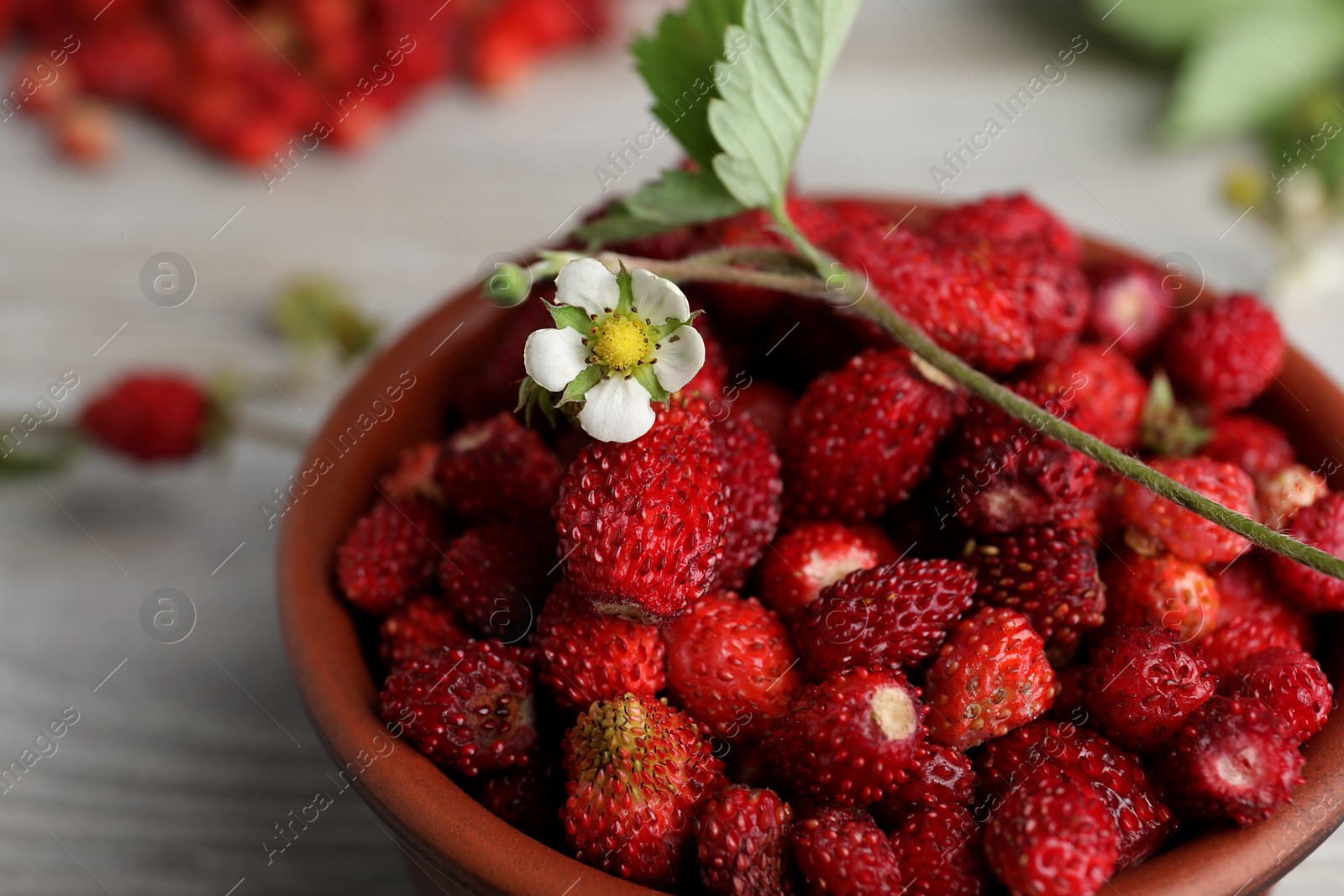 Photo of Fresh wild strawberries and flower in bowl on table, closeup