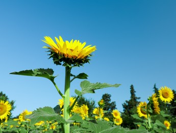 Sunflowers growing in field under blue sky