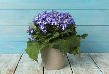 Photo of Beautiful purple cineraria plant in flower pot on white wooden table
