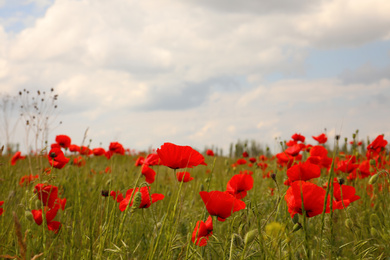 Photo of Beautiful red poppy flowers growing in field