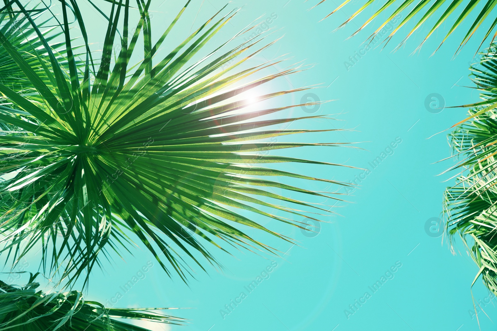 Image of Beautiful view of palm branches on sunny summer day. Stylized color toning