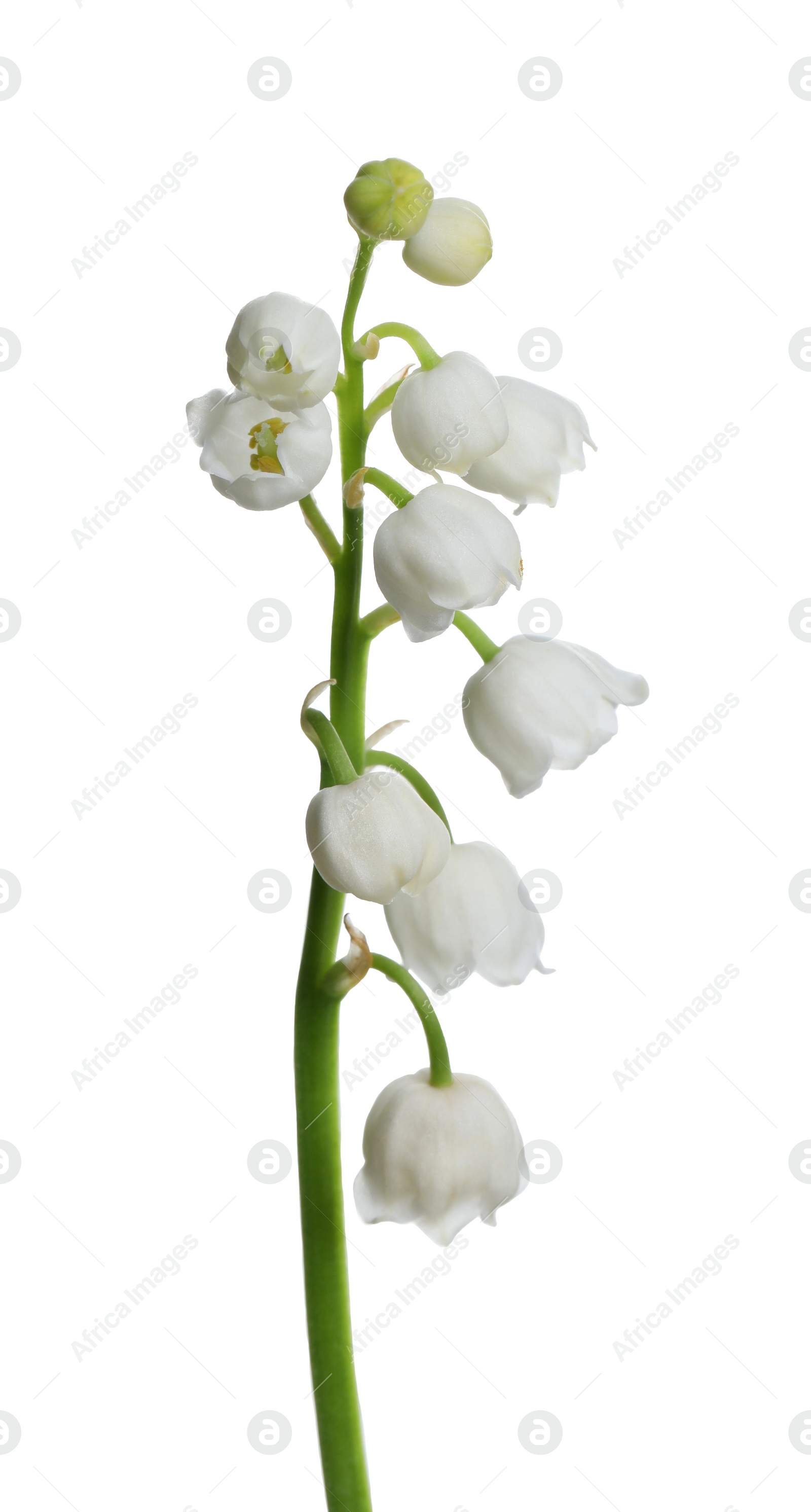 Photo of Beautiful lily of the valley flower on white background