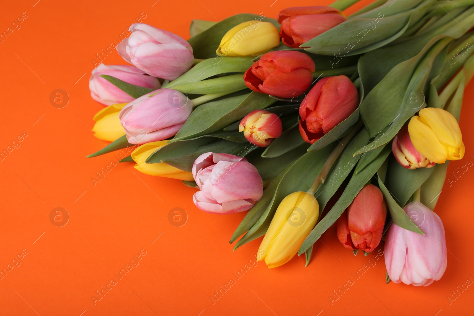 Photo of Beautiful colorful tulips on orange background, closeup