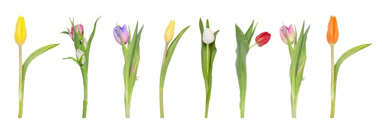 Image of Set of beautiful tulips in different colors isolated on white