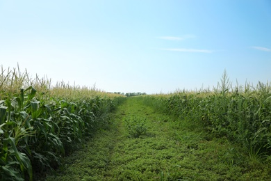 Beautiful view of corn field against blue sky