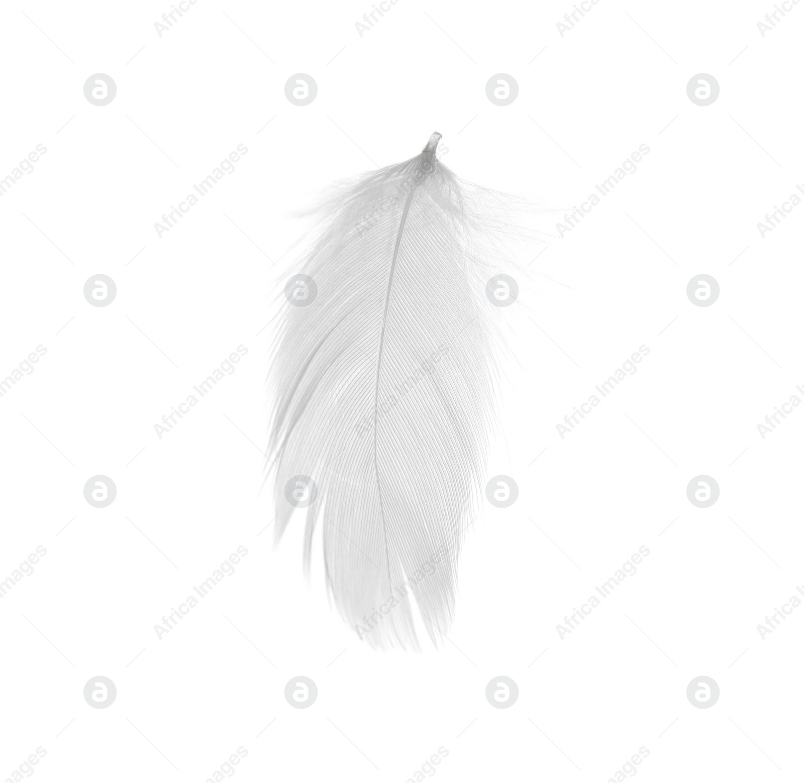 Photo of Beautiful fluffy bird feather isolated on white