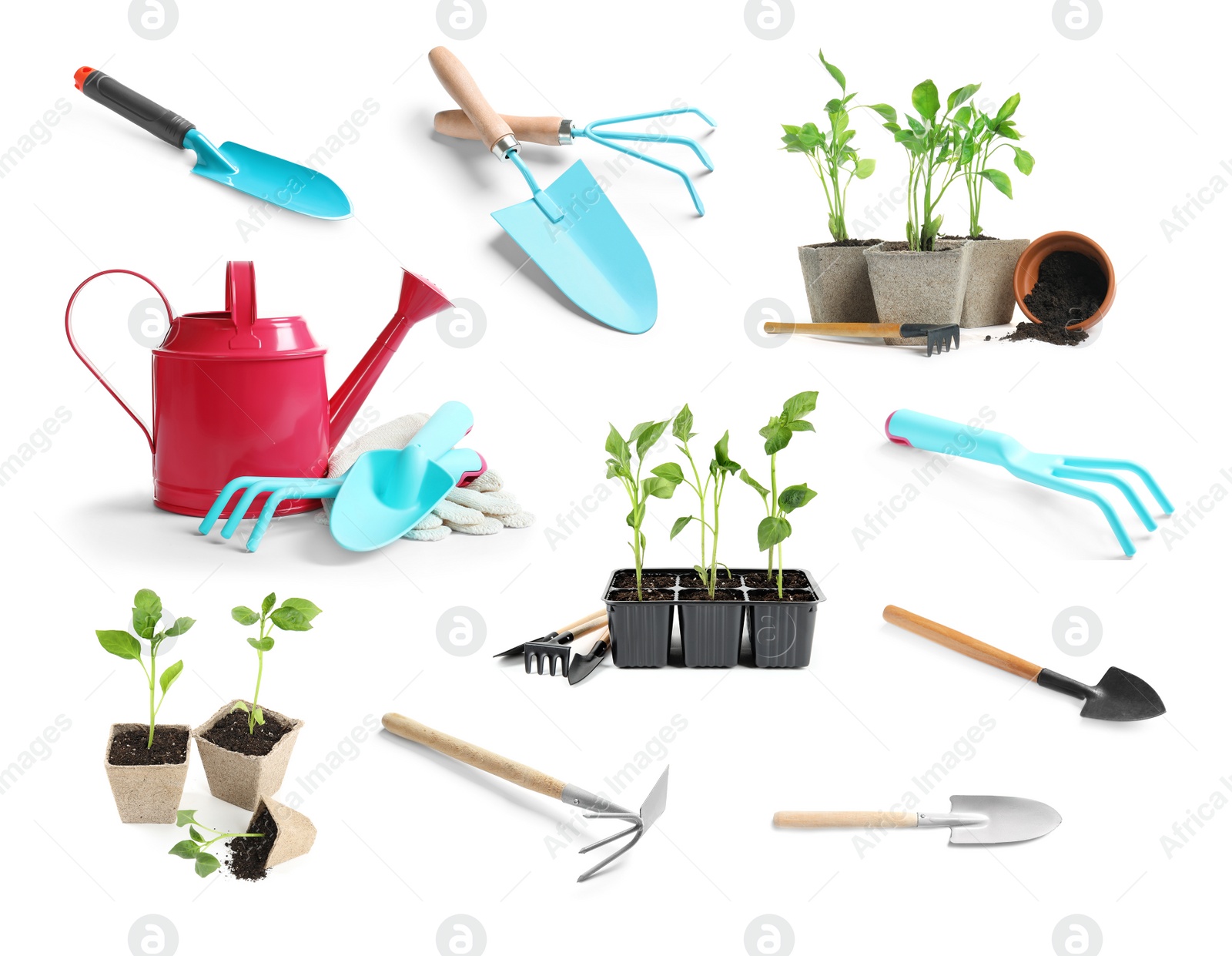 Image of Set of vegetable seedlings and gardening tools on white background