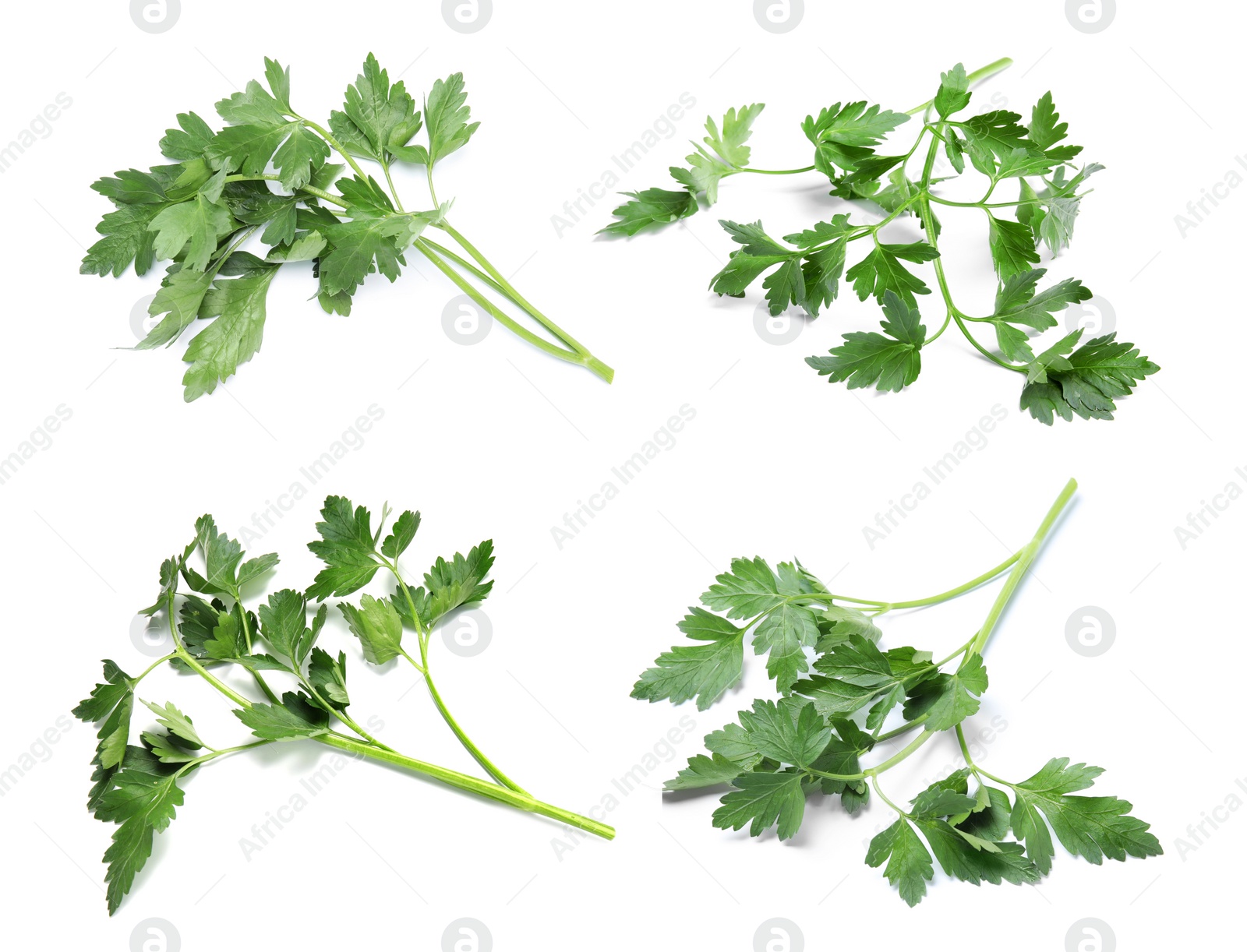 Image of Set with green parsley on white background