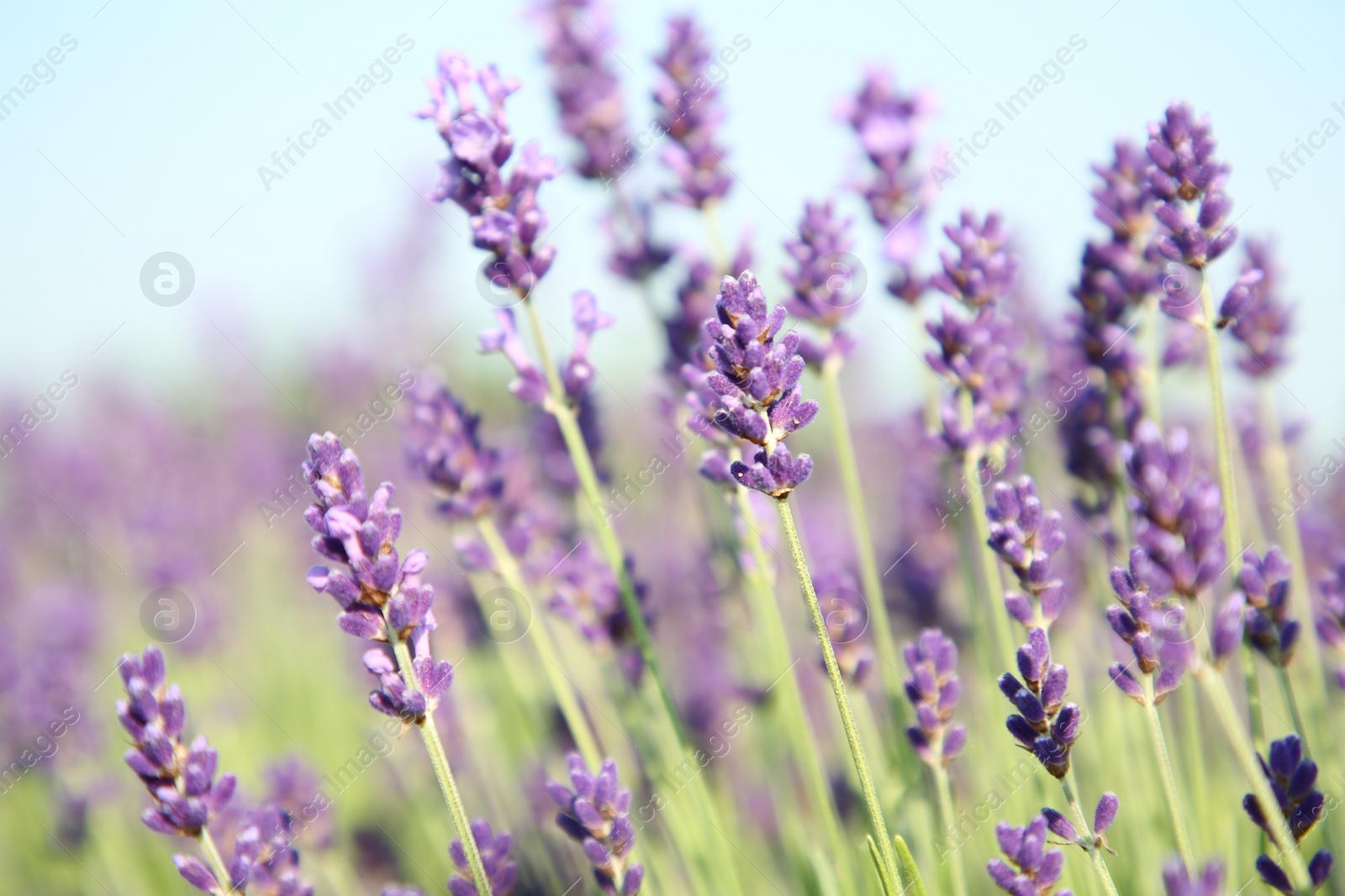 Photo of Beautiful blooming lavender growing in field, closeup