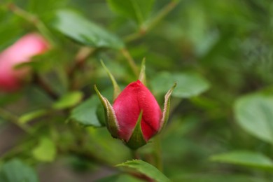 Photo of Beautiful pink rose bud in garden, closeup