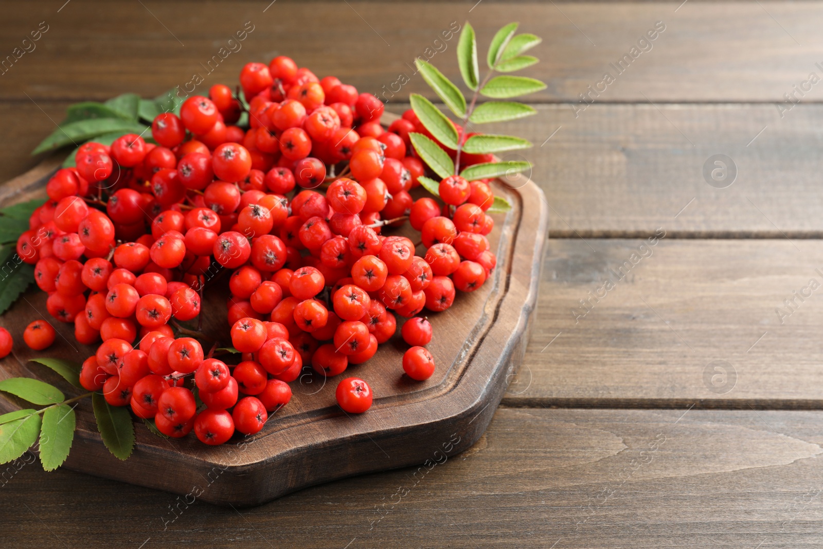 Photo of Board with fresh ripe rowan berries and leaves on wooden table. Space for text