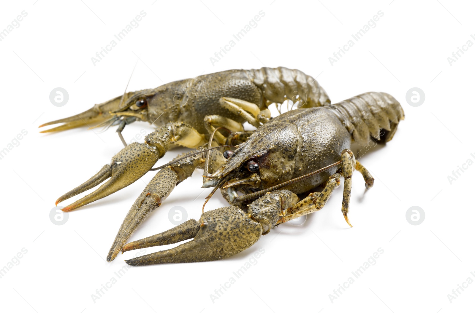 Photo of Fresh raw crayfishes isolated on white. Healthy seafood