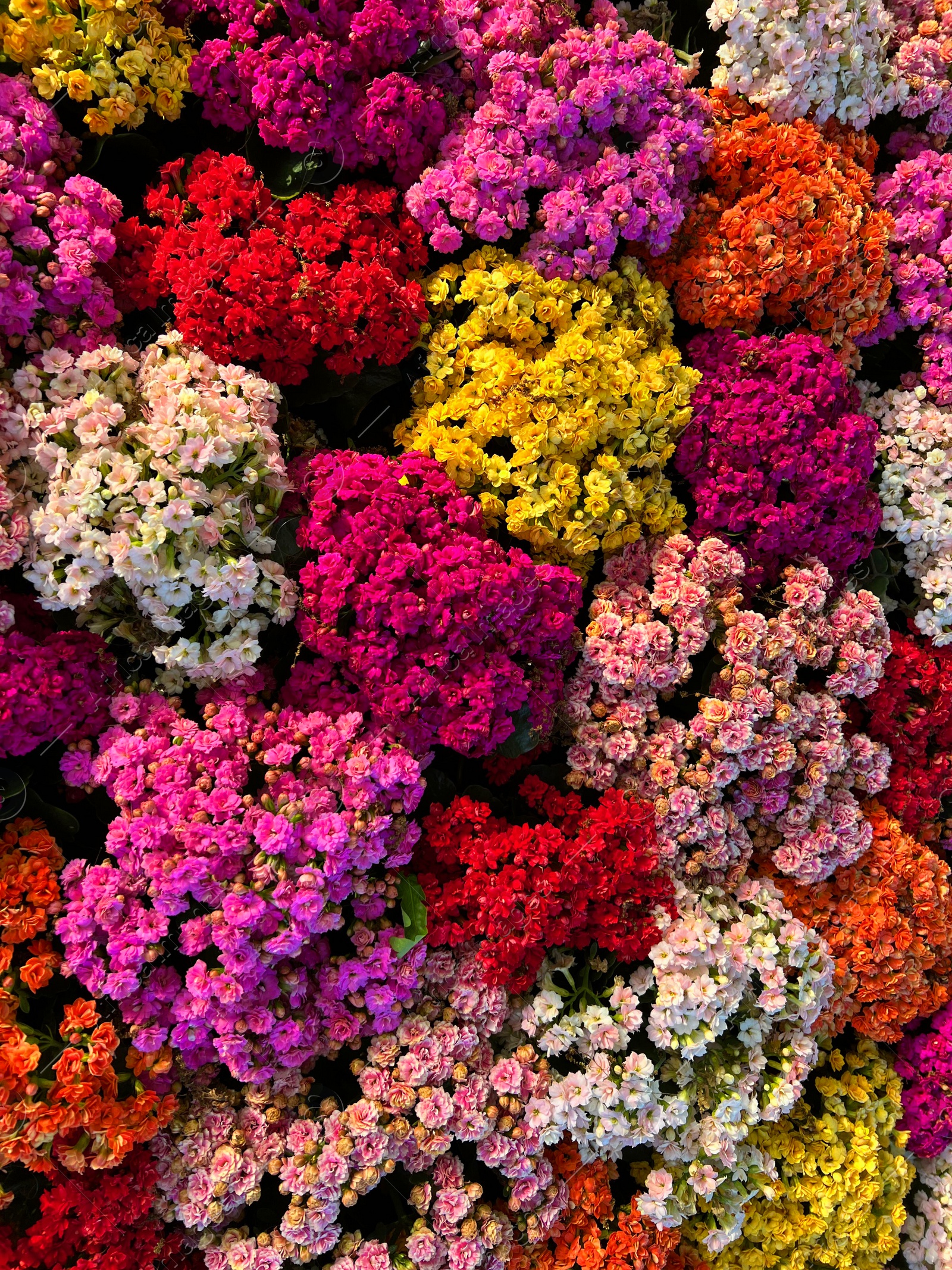 Photo of Different colorful tropical flowers as background, top view