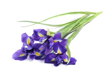 Beautiful violet iris flowers isolated on white