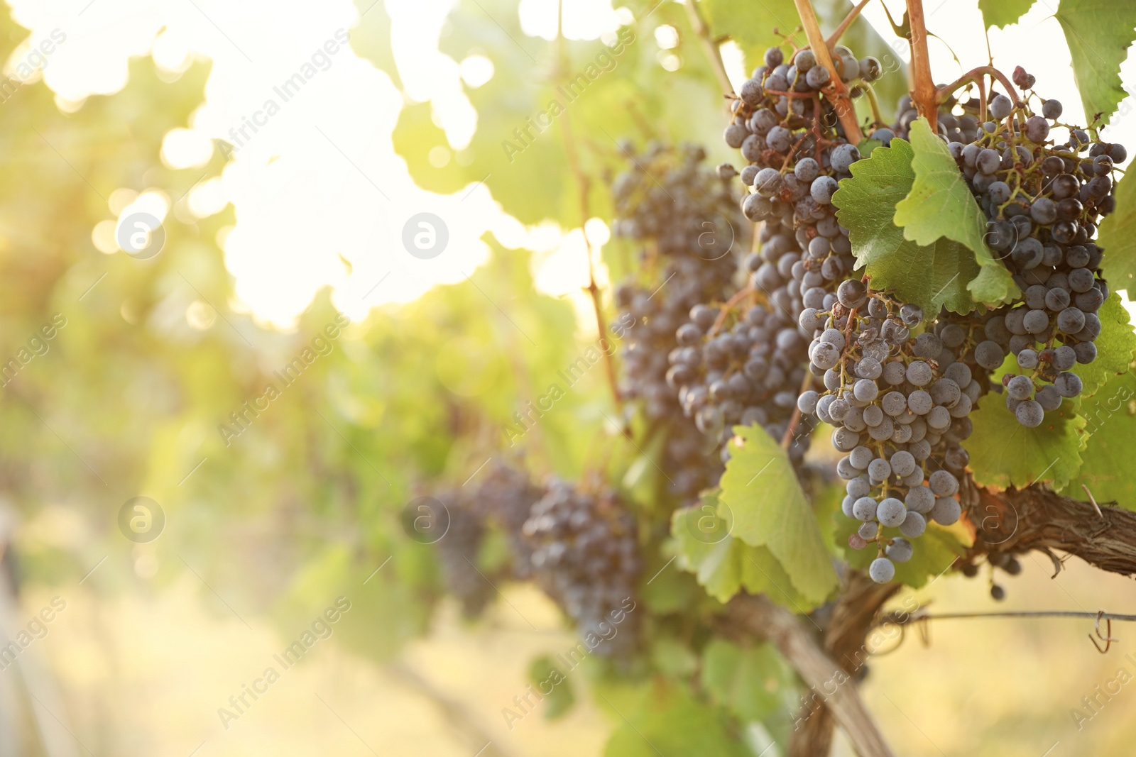 Photo of Delicious ripe grapes in vineyard. Harvest season