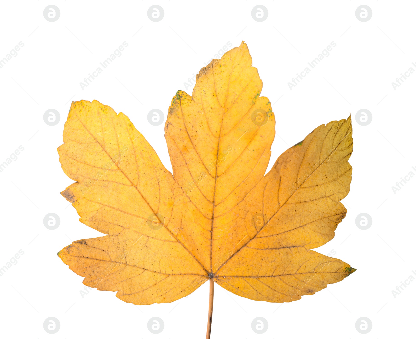 Photo of Beautiful leaf isolated on white. Autumn season