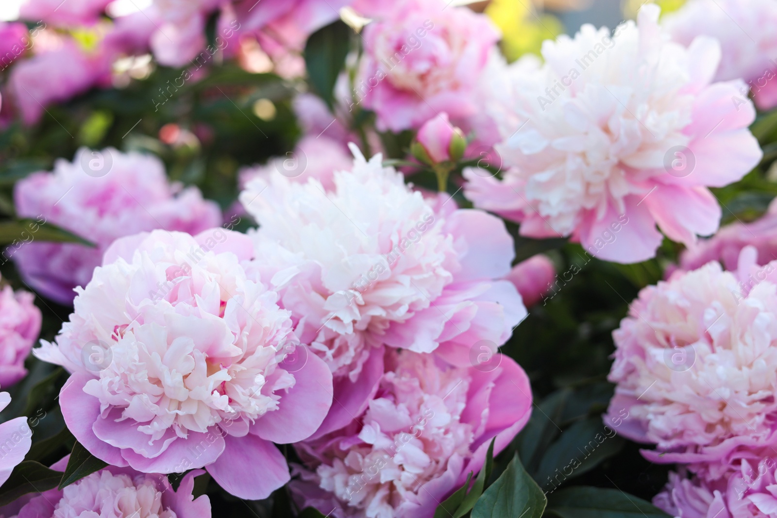 Photo of Blooming peony plant with beautiful pink flowers outdoors, closeup