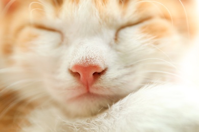 Photo of Cute little red kitten sleeping, closeup view