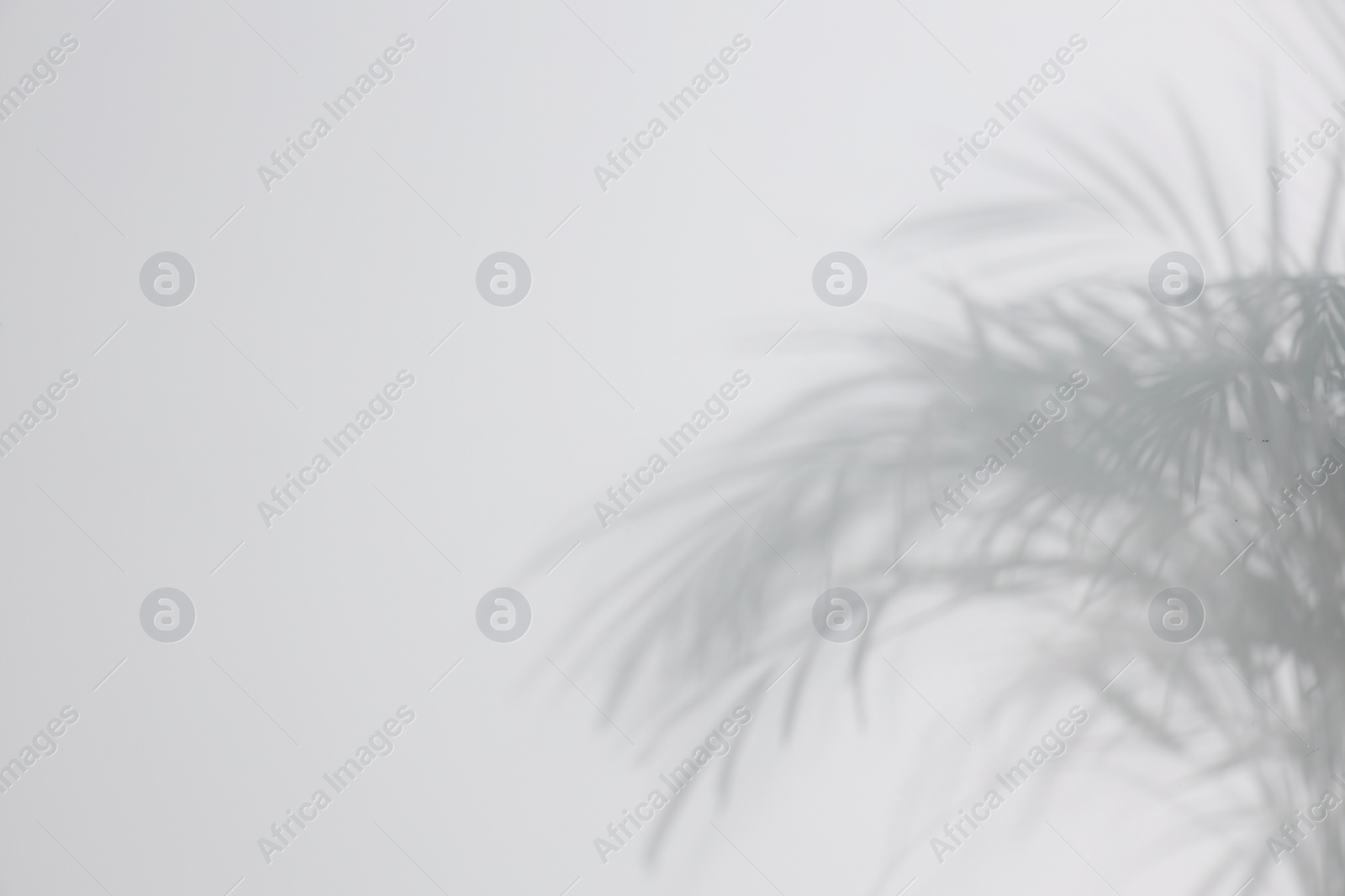 Photo of Shadow of plant falling on white wall, space for text