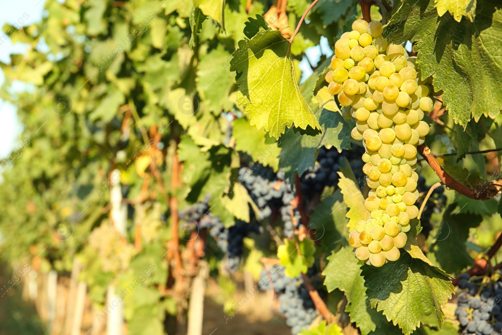 Photo of Bunches of grapes growing in vineyard on sunny day. Wine production