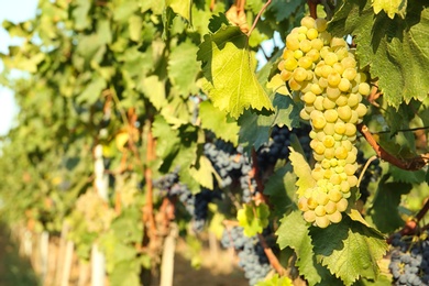 Photo of Bunches of grapes growing in vineyard on sunny day. Wine production