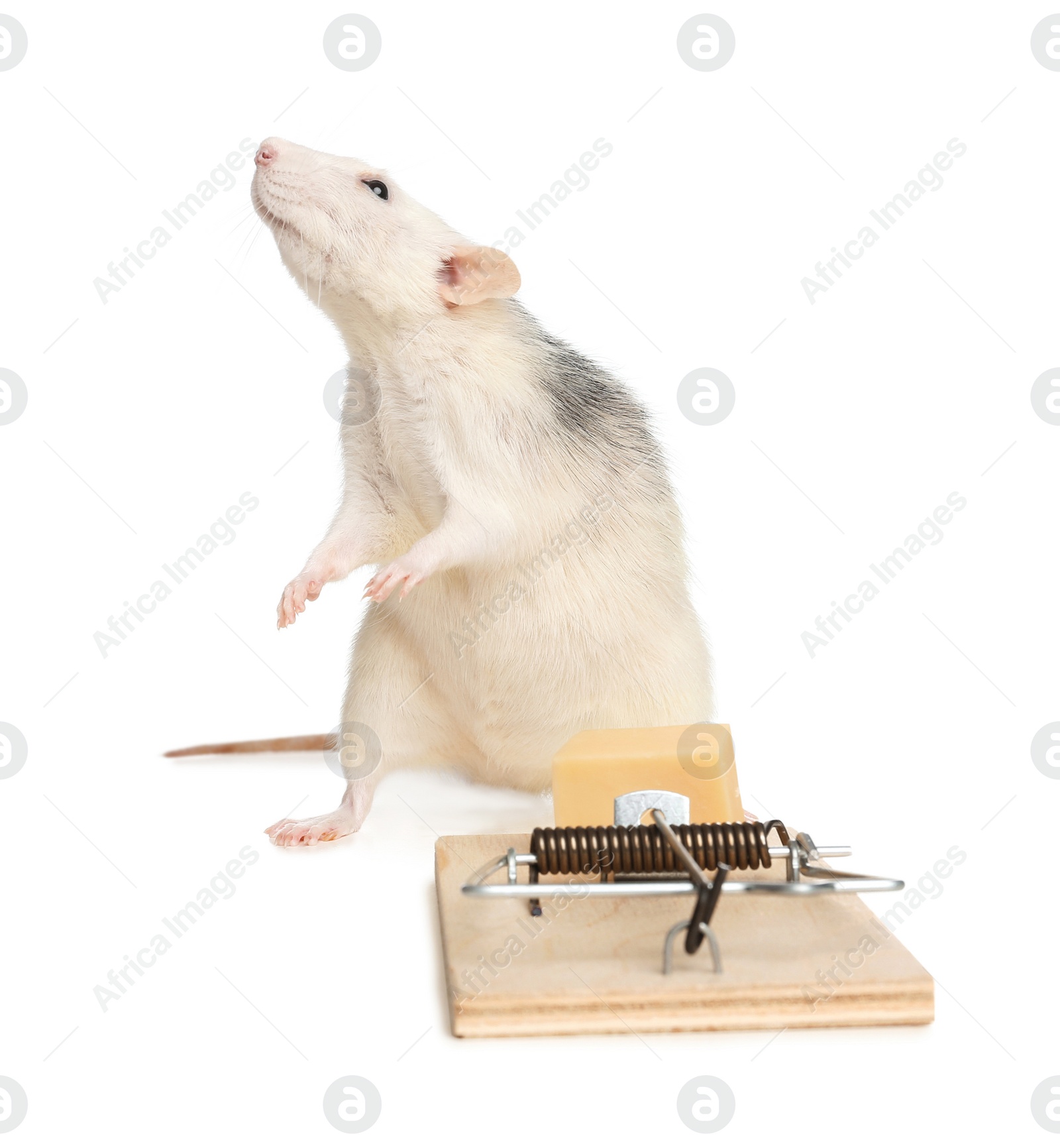 Photo of Rat and mousetrap with cheese on white background. Pest control