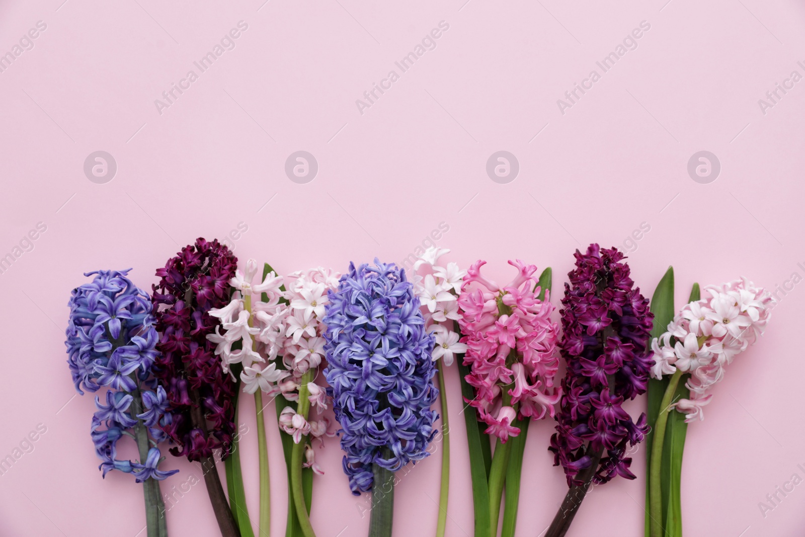 Photo of Beautiful spring hyacinth flowers on color background, top view. Space for text