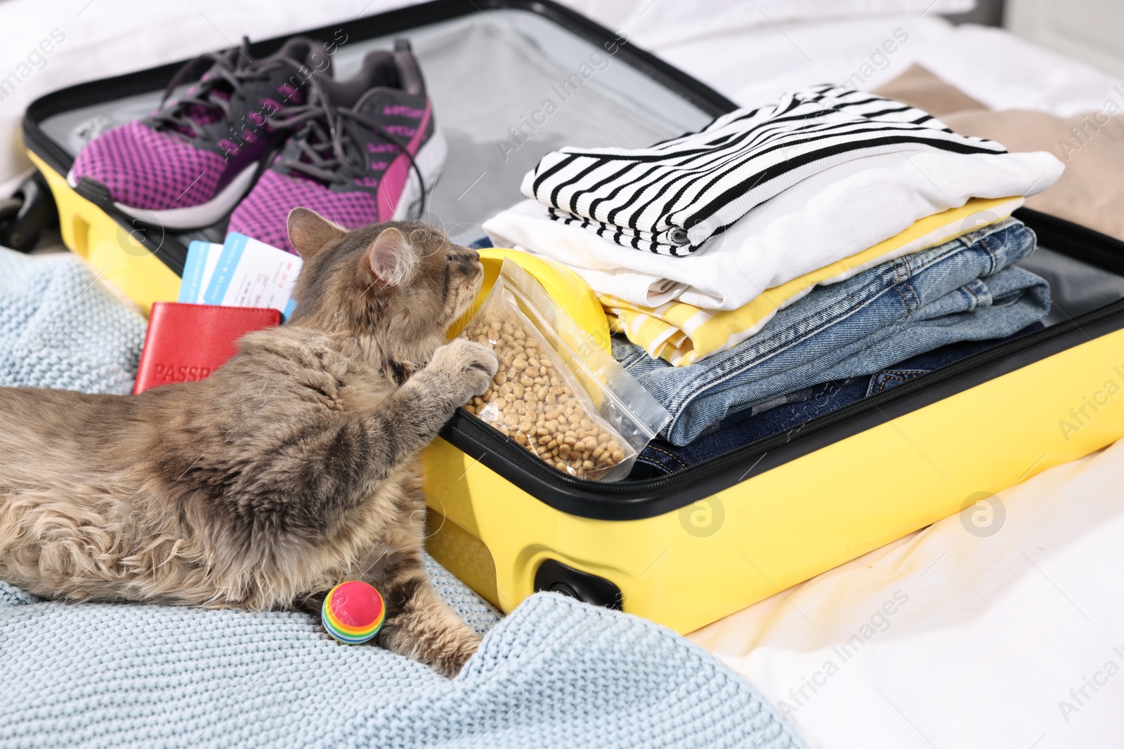 Photo of Travel with pet. Cat with dry food, ball, passport, tickets, clothes and suitcase on bed indoors