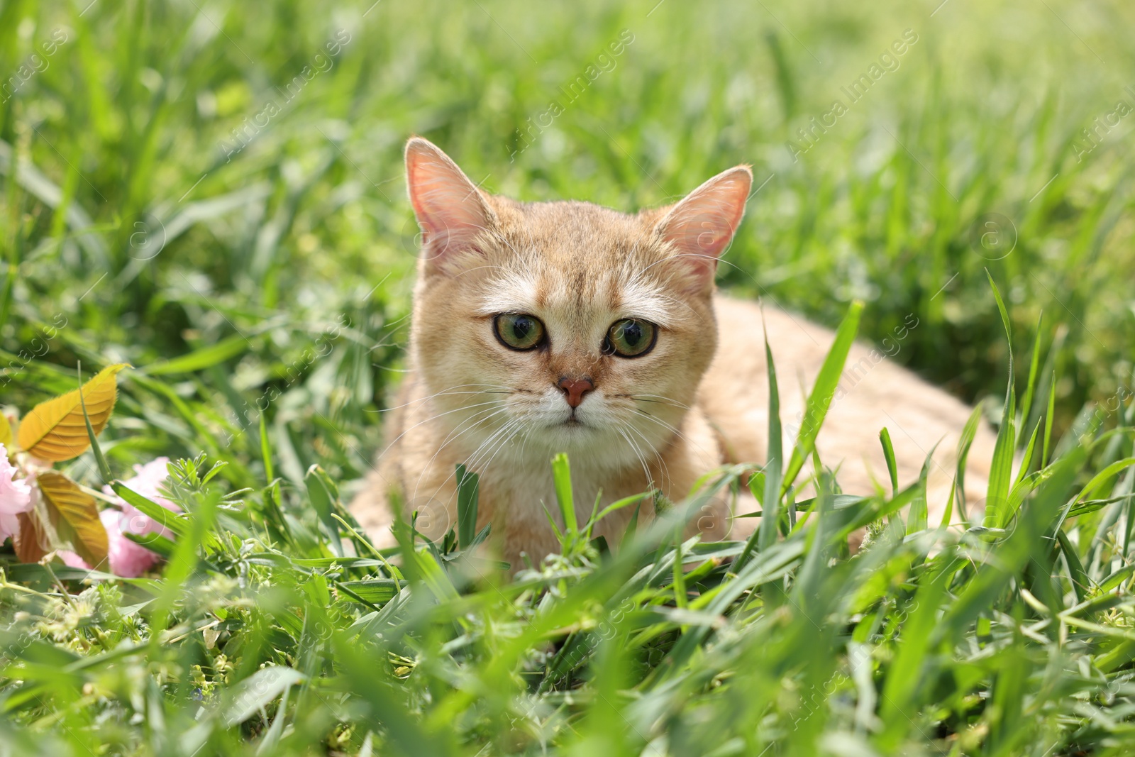 Photo of Cute cat in green grass outdoors on spring day