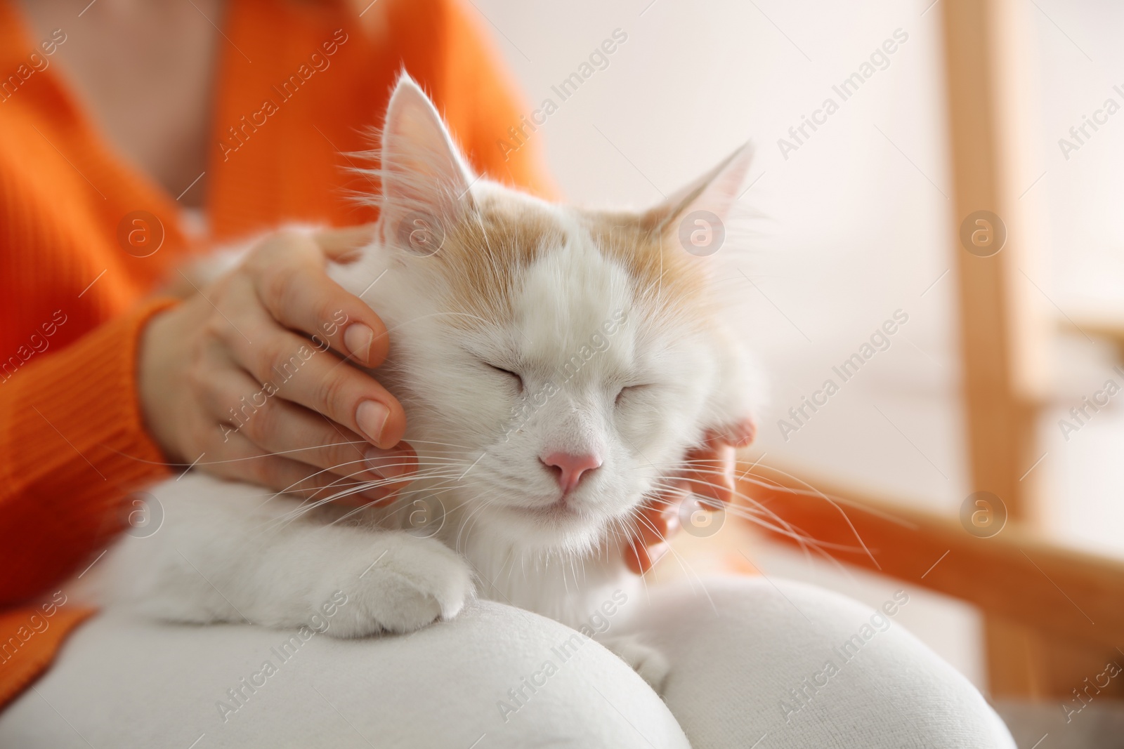 Photo of Woman with cute fluffy cat on blurred background, closeup