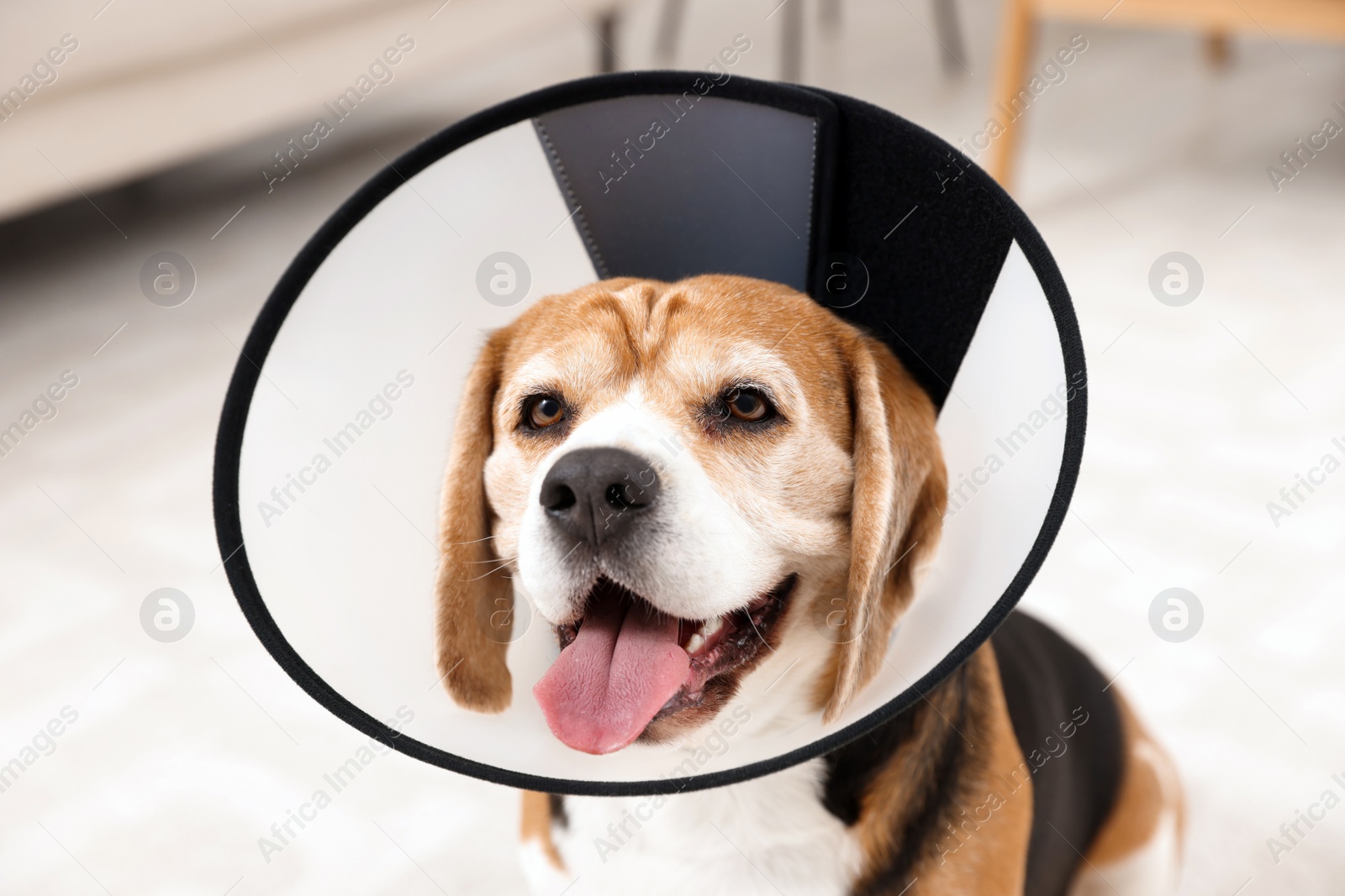 Photo of Adorable Beagle dog wearing medical plastic collar indoors, closeup