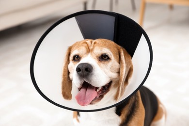 Photo of Adorable Beagle dog wearing medical plastic collar indoors, closeup