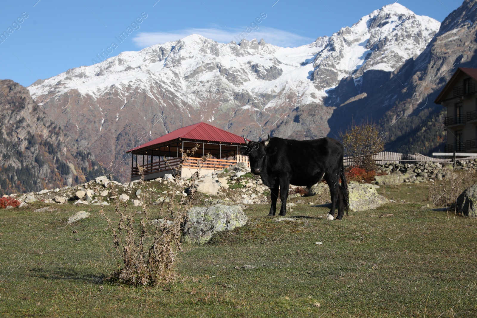 Photo of Beautiful view of cow in mountains on sunny day