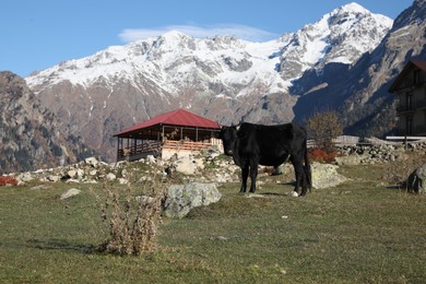 Beautiful view of cow in mountains on sunny day