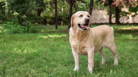 Photo of Cute Golden Labrador Retriever in green summer park