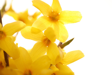 Photo of Closeup view of beautiful blossoming bush outdoors on spring day