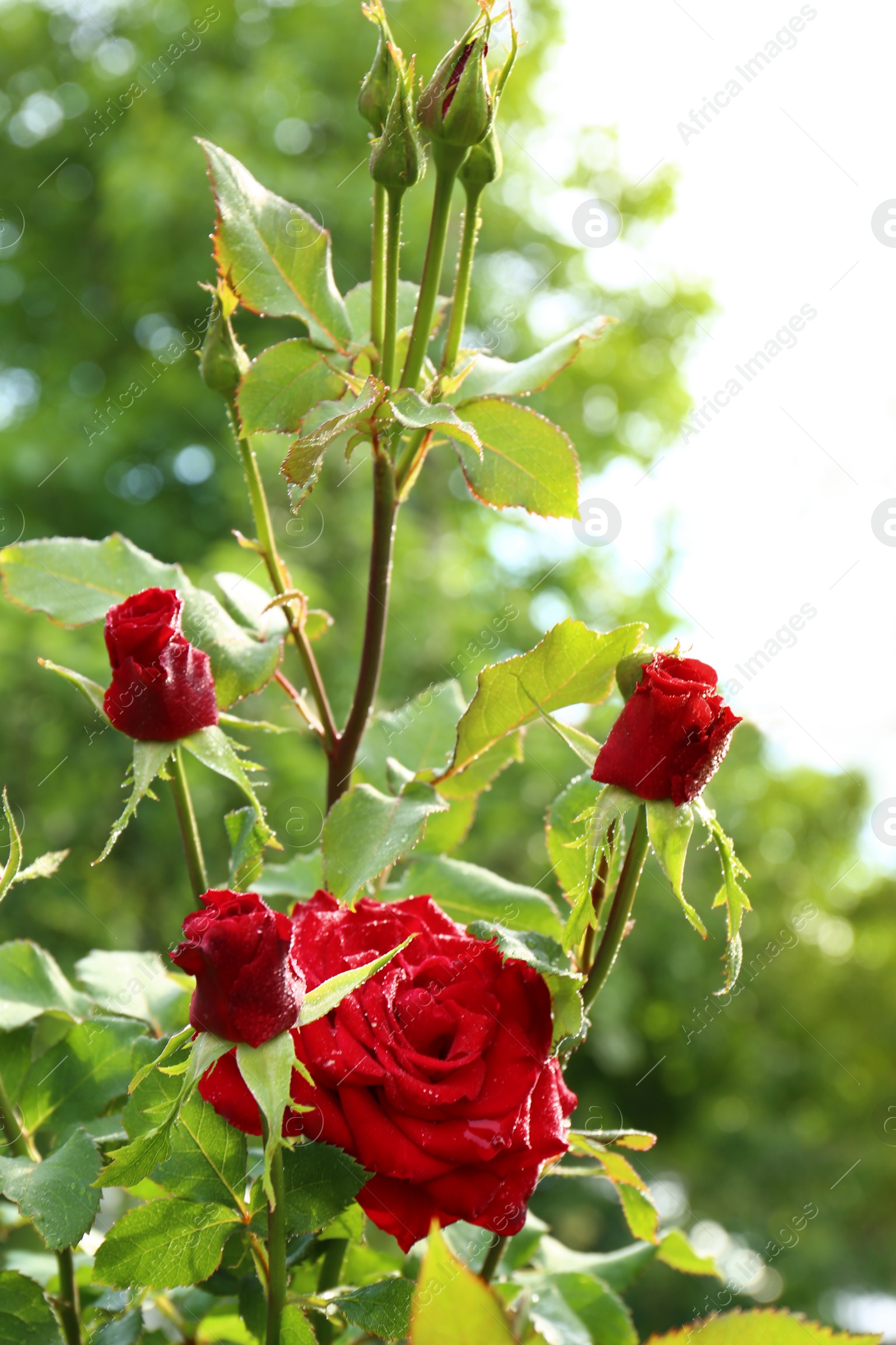 Photo of Beautiful blooming roses with water drops in garden on summer day