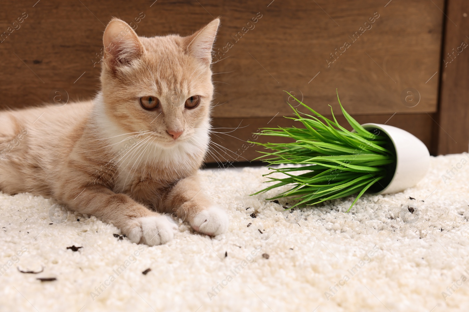 Photo of Cute ginger cat near overturned houseplant on carpet at home