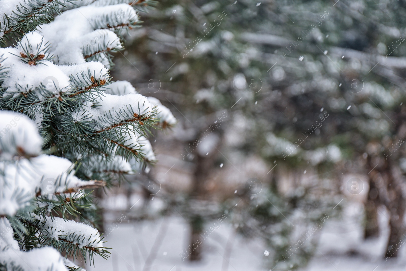 Photo of Coniferous branches covered with fresh snow, closeup