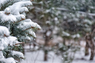 Photo of Coniferous branches covered with fresh snow, closeup