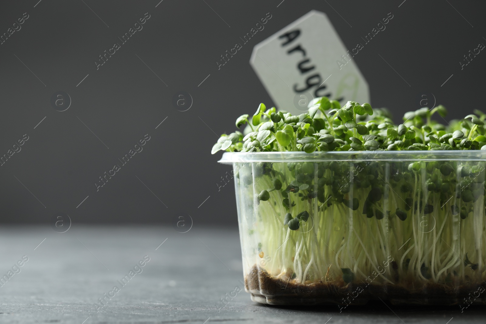 Photo of Sprouted arugula seeds in plastic container on grey table, closeup. Space for text