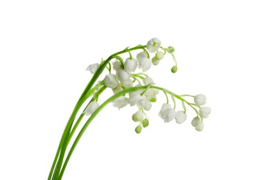 Beautiful lily of the valley flowers on white background