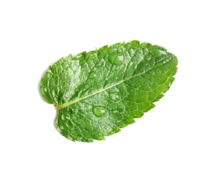 Fresh green mint leaf on white background