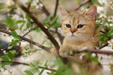 Photo of Cute cat among blossoming spring tree branches outdoors