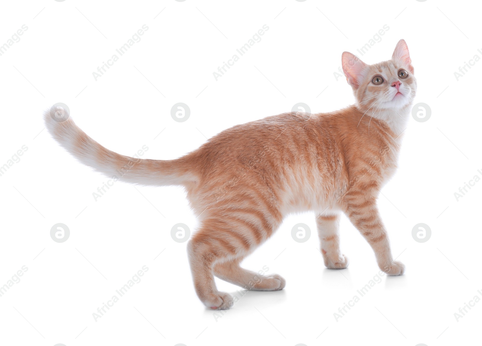 Photo of Adorable yellow tabby cat on white background