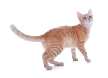 Adorable yellow tabby cat on white background